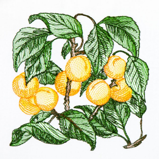 BFC1350 Botanical Fruit Woodcuts Quilt Blocks