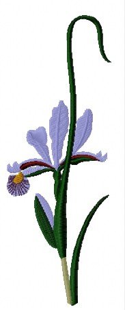 Iris Elegant