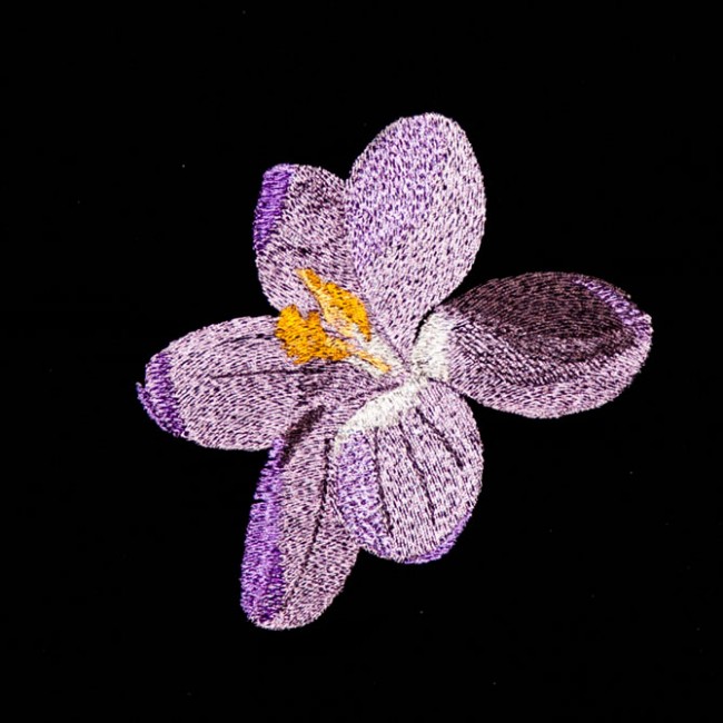 BFC1356 Crocus