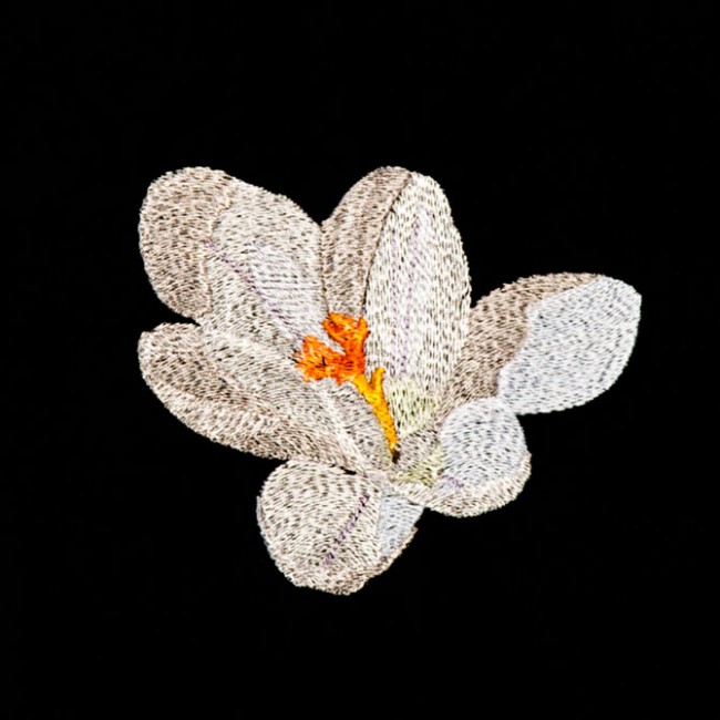 BFC1356 Crocus