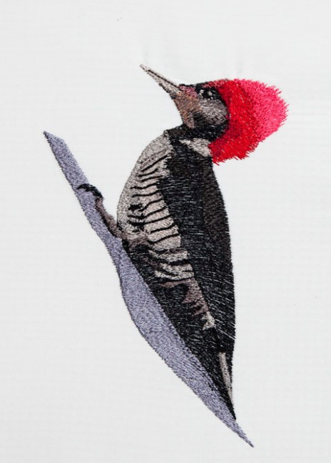 BFC1392 Woodpeckers
