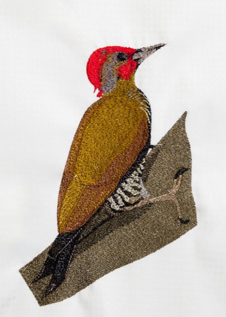 BFC1392 Woodpeckers