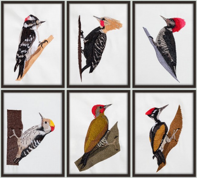 BFC1392 Woodpeckers