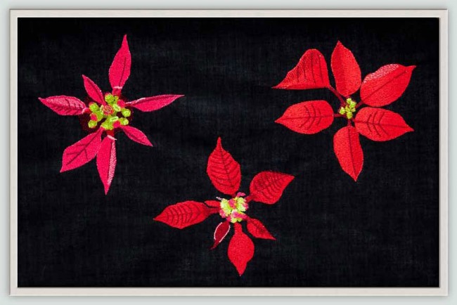 BFC1399 Three Poinsettias on Black