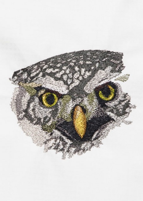 BFC1403 Large Pygmy Owl
