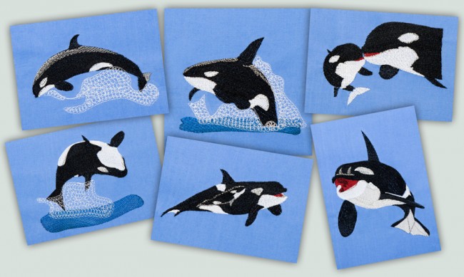 BFC1407 Orcas