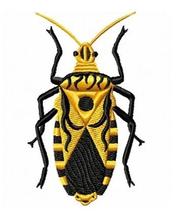 RMG146 Squash Bug