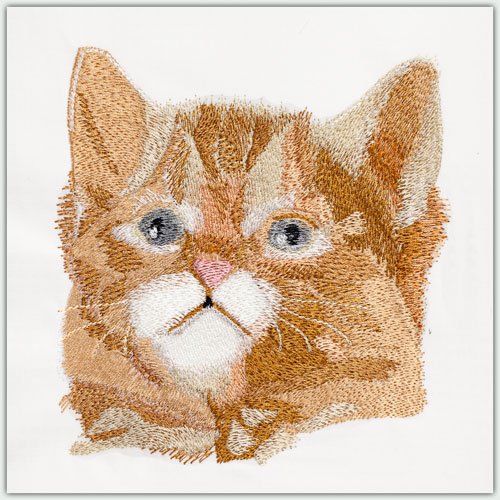 BFC1460 Four Kitten Portraits