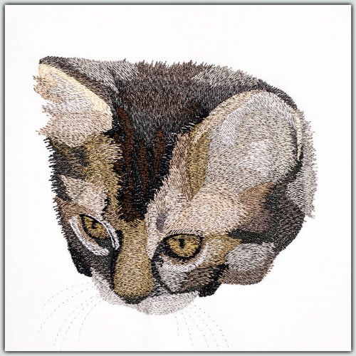BFC1460 Four Kitten Portraits