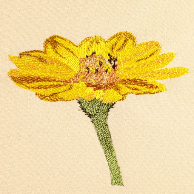 BFC1471 Gazania