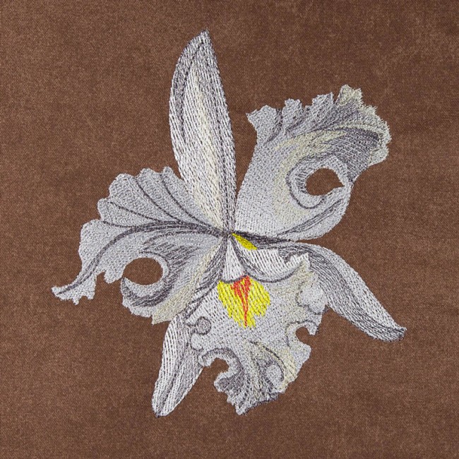 BFC1620 Ernst Haeckel's Orchids