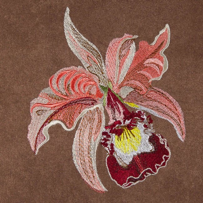 BFC1620 Ernst Haeckel's Orchids