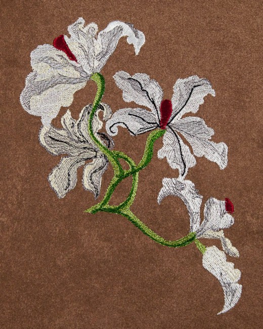 BFC1620 Ernst Haeckel's Orchids