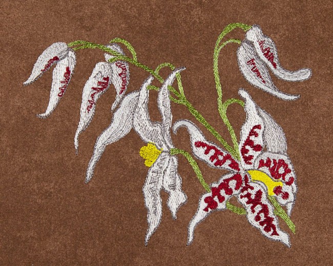 BFC1620 Ernst Haeckel's Orchids
