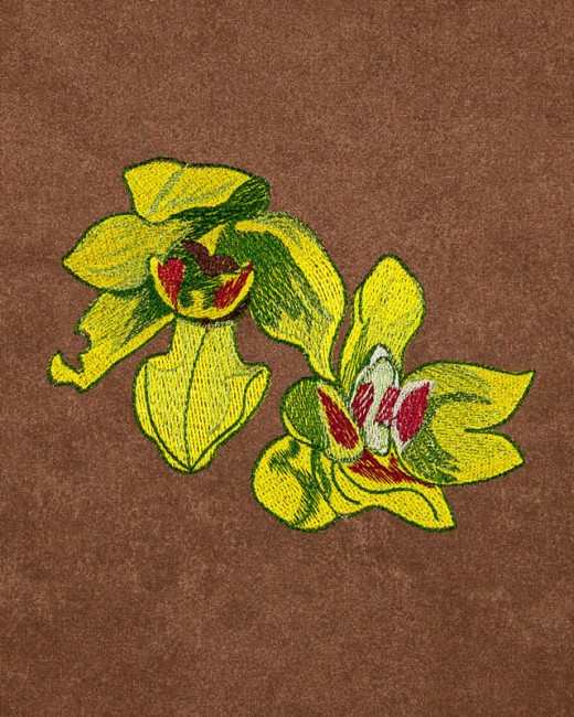 BFC1620 Ernst Haeckel's Orchids