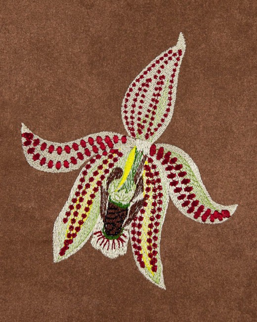 BFC1620 Ernst Haeckel's Orchids