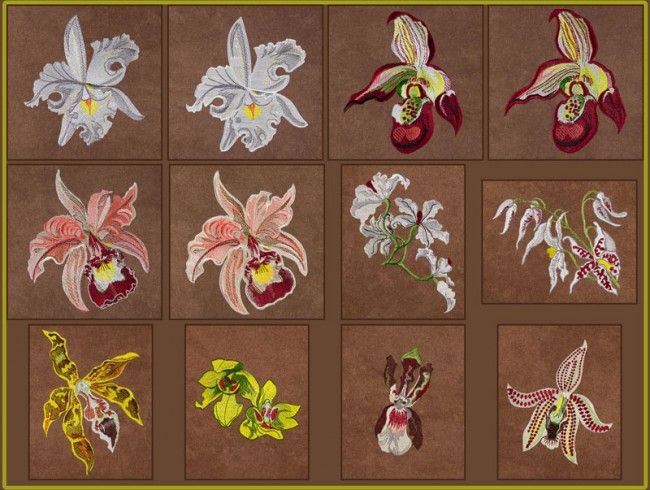 BFC1620 Ernst Haeckel's Orchids