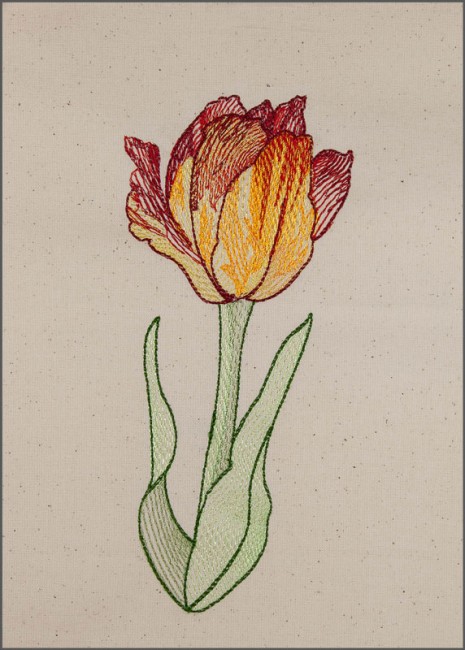 BFC1651 Sheer Tulips