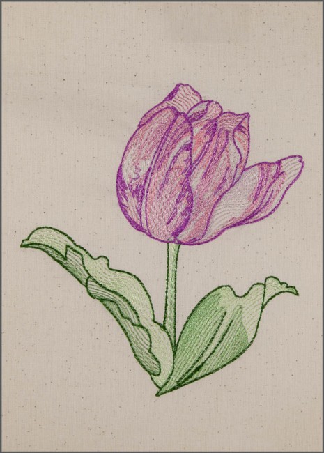 BFC1651 Sheer Tulips