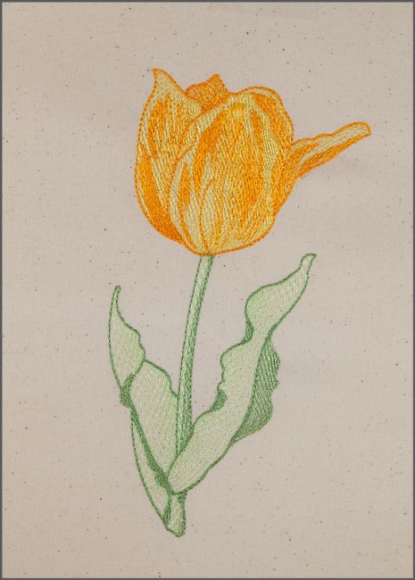 BFC1651 Sheer Tulips