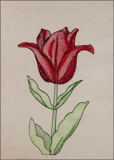 BFC1651 Sheer Tulips