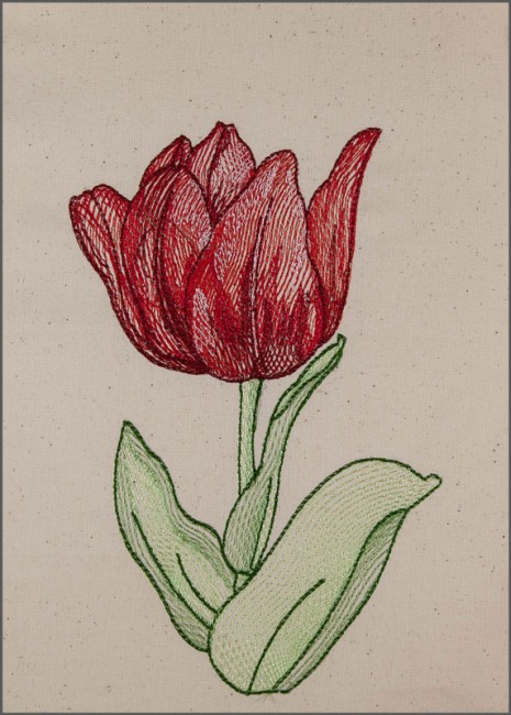 BFC1651 Sheer Tulips