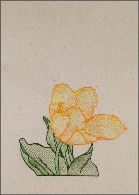 BFC1651 Sheer Tulips