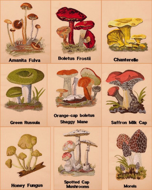 BFC1661 Vintage Mushrooms