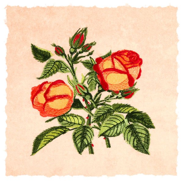 BFC1776 Love and Friendship Roses