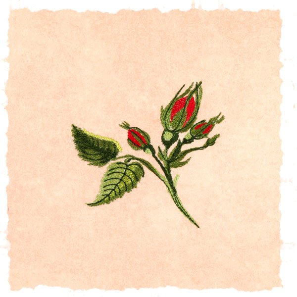 BFC1776 Love and Friendship Roses