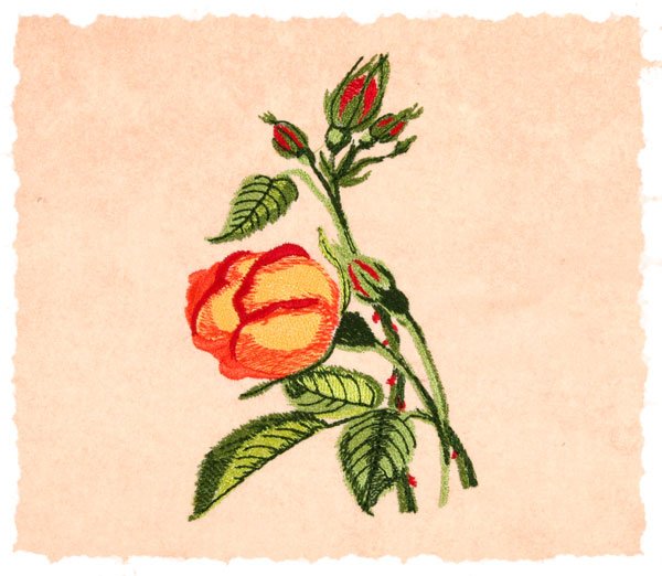 BFC1776 Love and Friendship Roses