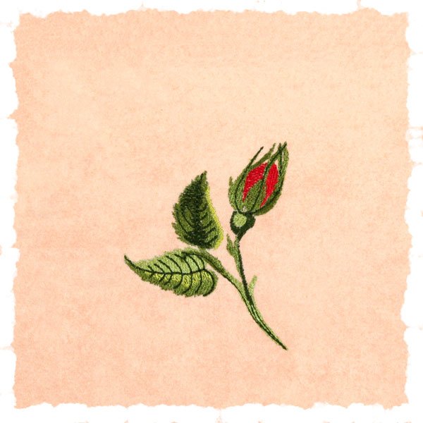 BFC1776 Love and Friendship Roses