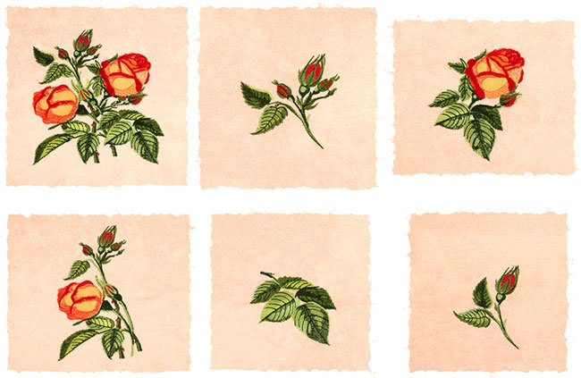 BFC1776 Love and Friendship Roses