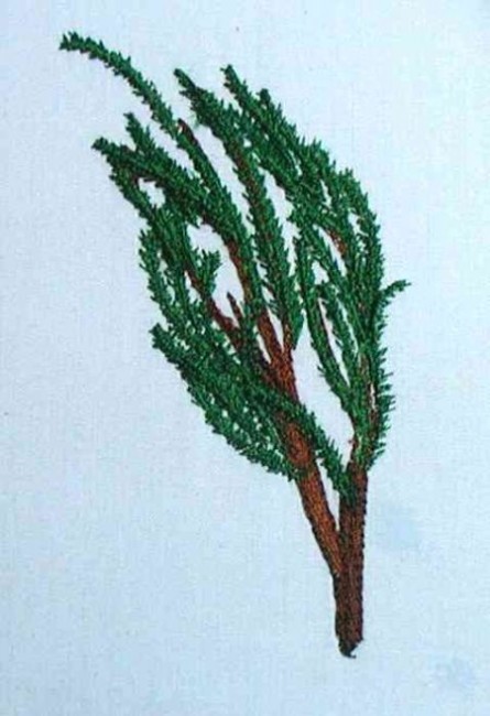 BFC0182  Winter Greenery