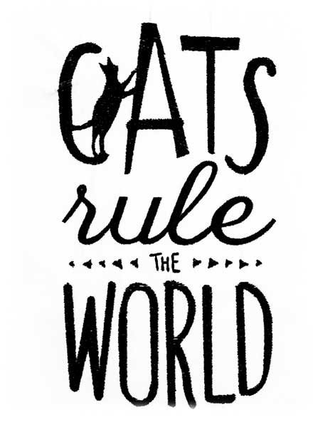 BFC1851 Cat Quote Fun Set