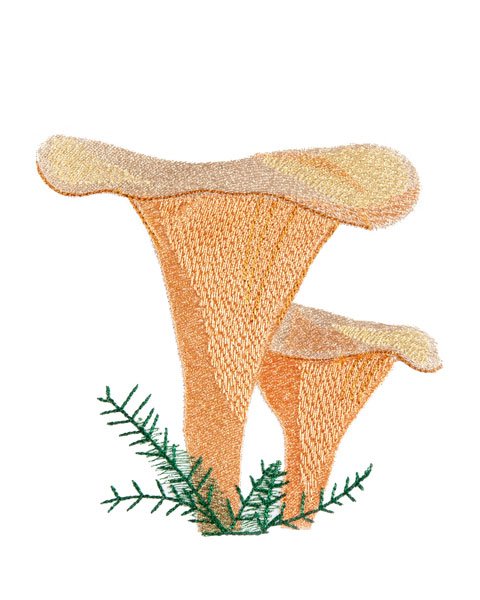 BFC1867 Mushrooms with a Touch of Fall