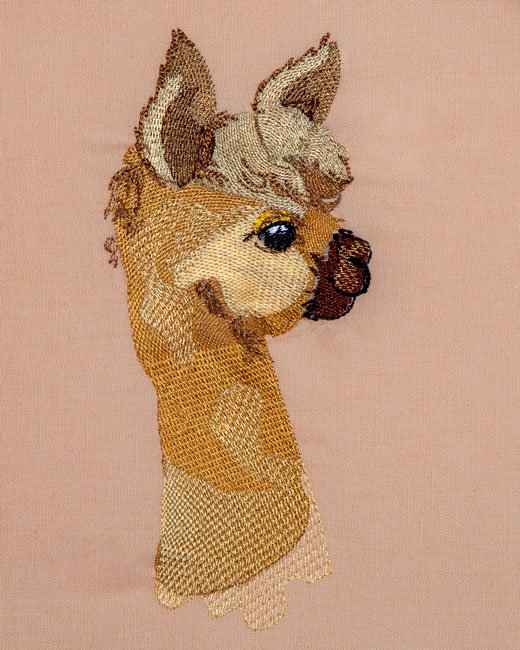 BFC1975 Ooh La Llama