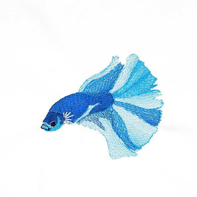 BFC2019 Siamese Fighting Fish