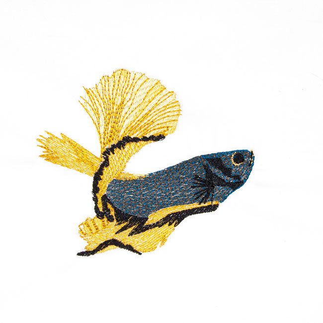BFC2019 Siamese Fighting Fish