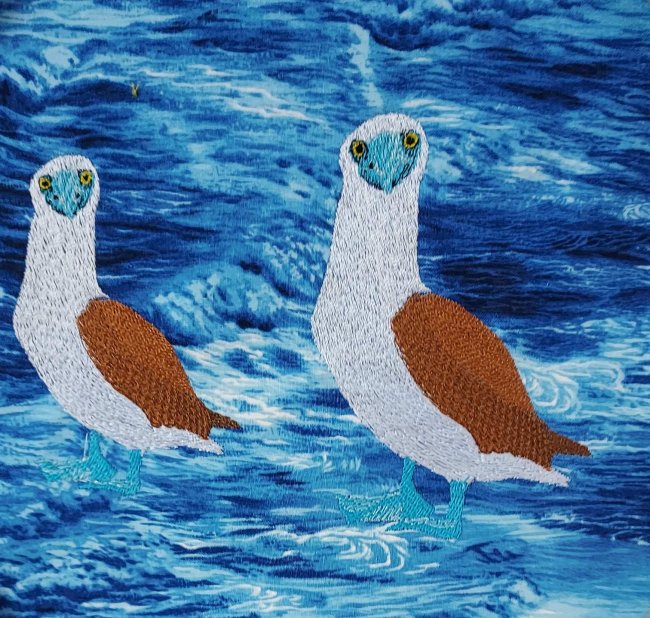 BFC31983  Blue Footed Booby
