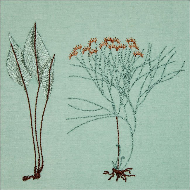 BFC2044 Equatorial Guinea Birds and Grasses