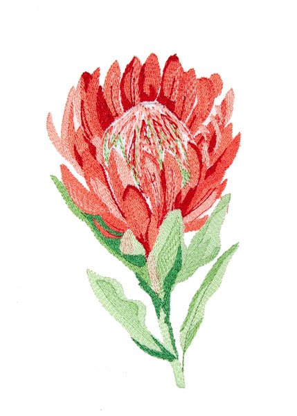 BFC2077 Flowers of Australia