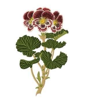 RMG2097  Pelargonium Auguste Miellez