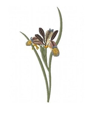 RMG2101 Iris Graminea