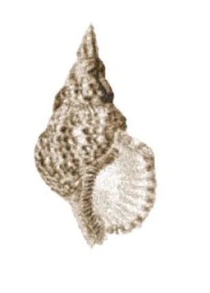 RMG2139a Sea Shell 2139a