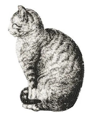 RMG2185 Cat Napping