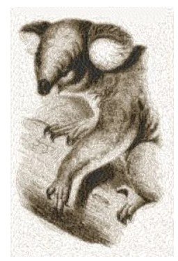 RMG2289 Koala