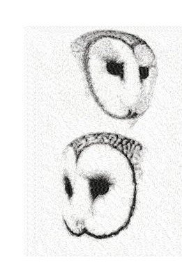 RMG2294 Owls 2294