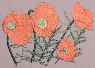 BFC0237 Poppies