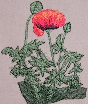BFC0237 Poppies